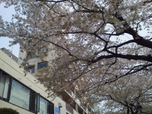 自由が丘マリークレール通りの葉桜